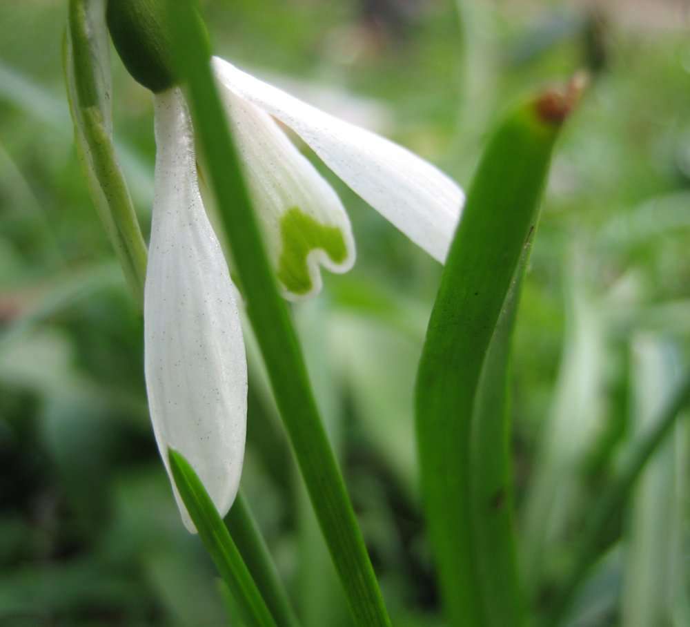 perce-neige (crédits: evelyne Liauzun)