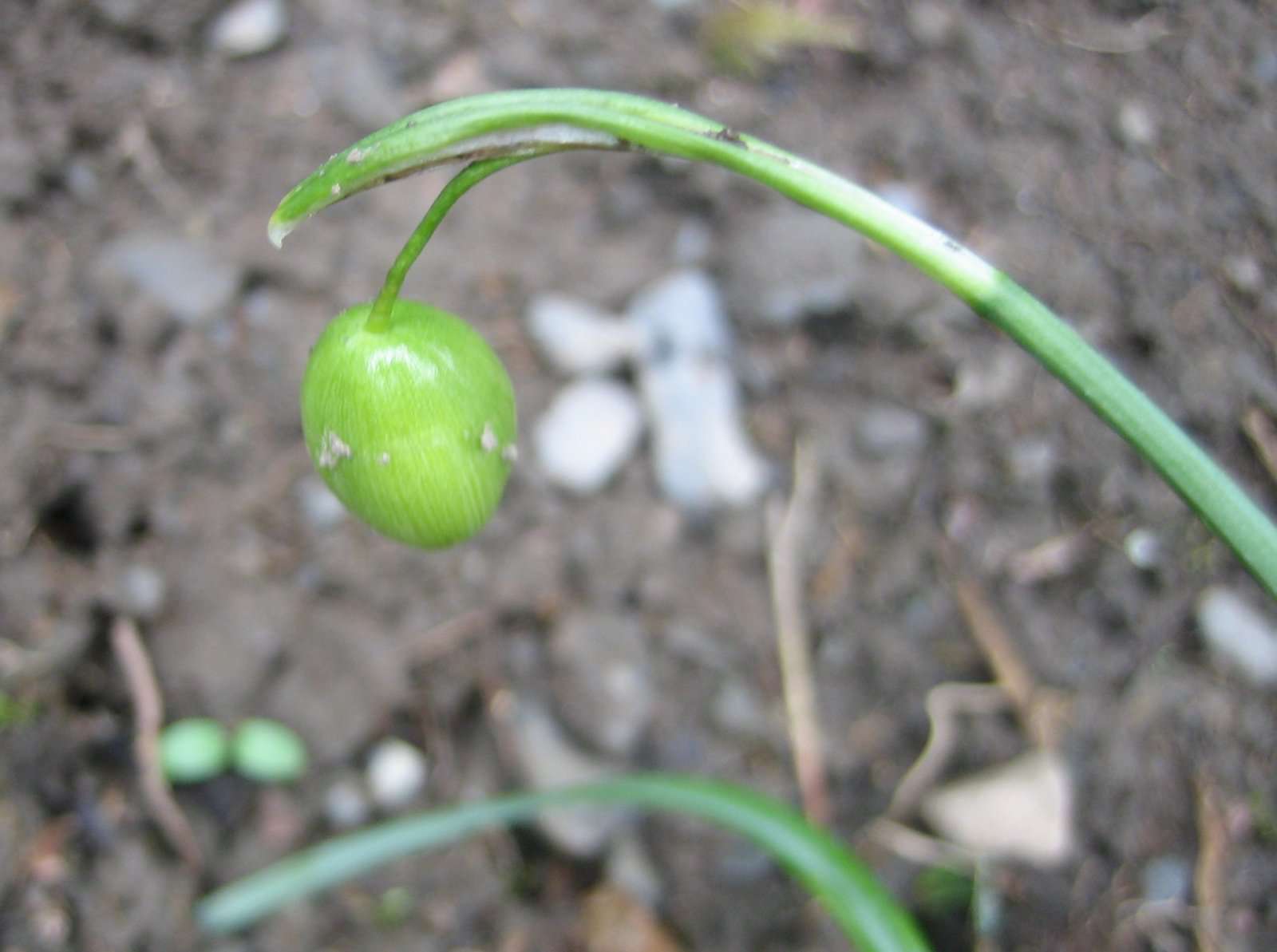 perce-neige_fruit (crédits: evelyne Liauzun)