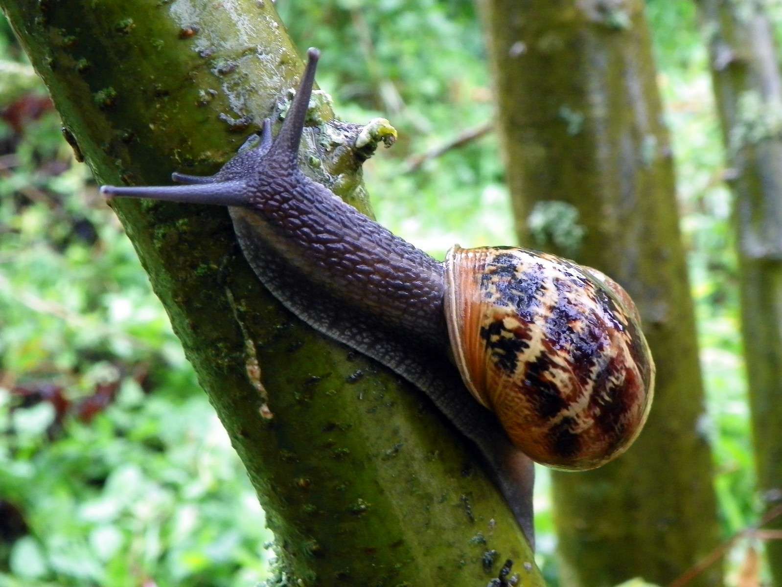 Petit-gris (Helix aspersa) © Peter O'Connor - Flickr