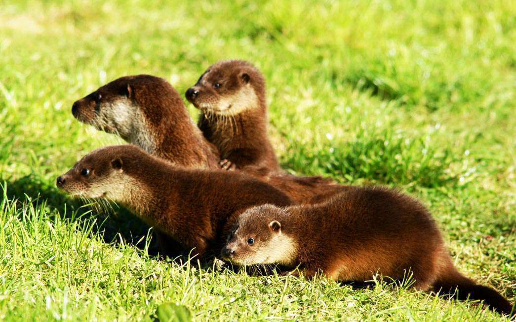 Loutre commune (Crédits : Peter Trimming - Flickr)