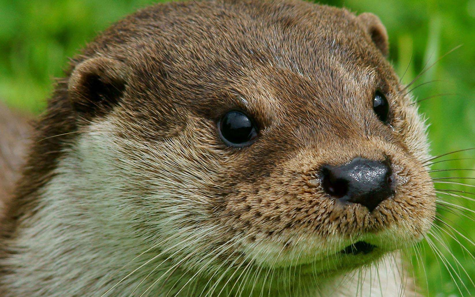 Loutre commune (Crédits : Peter Trimming - Flickr)