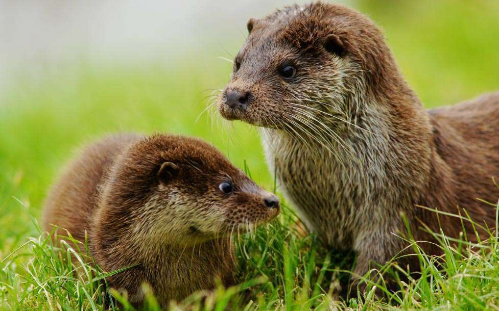 Loutre commune (Crédits : Peter Trimming - Flickr)