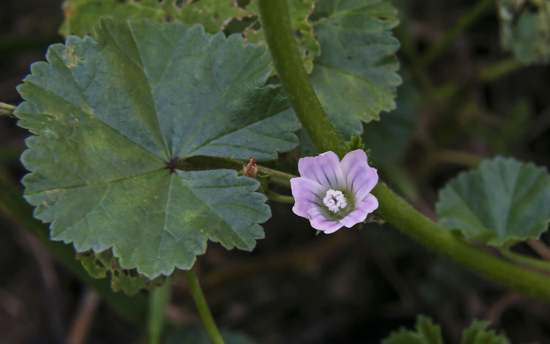 Petite mauve (Crédits: Ed Ogle - Flickr)