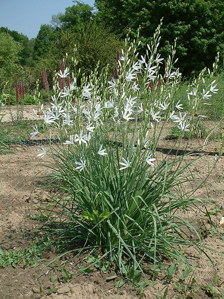 Phalangère à fleur de lis (crédits Radomil)