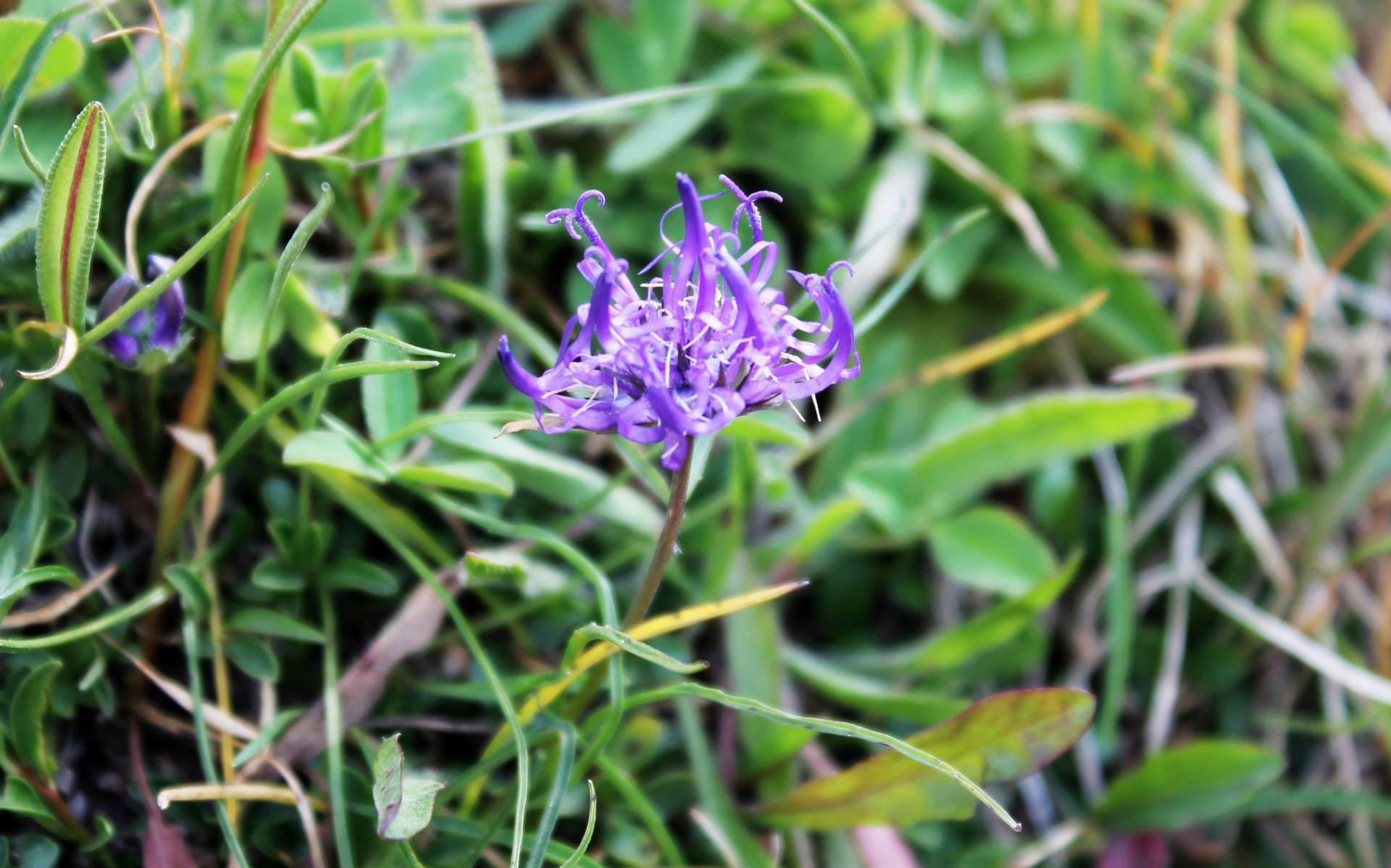 Raiponce hémisphérique - fleurs (Crédits : Léa Charbonnier)