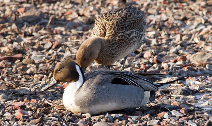 Canard pilet (Crédits; Aero Pixels - flickr)