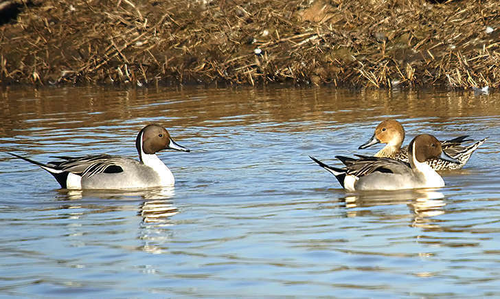 Canard pilet (Crédits: Ferran Pestana)