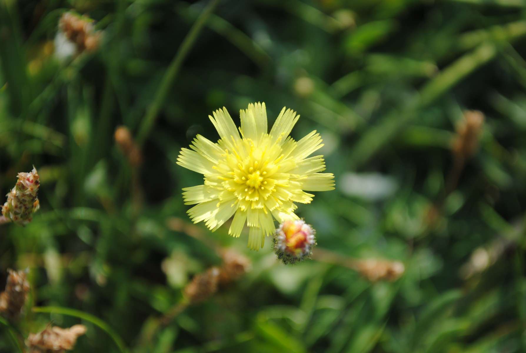 Piloselle - Crédit : photothèque Bretagne Vivante