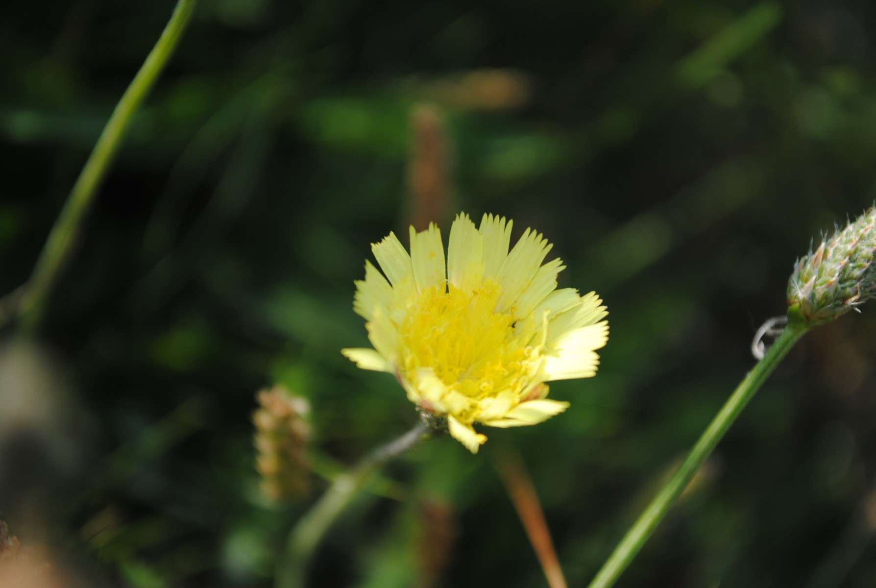 Piloselle - Crédit : photothèque Bretagne Vivante