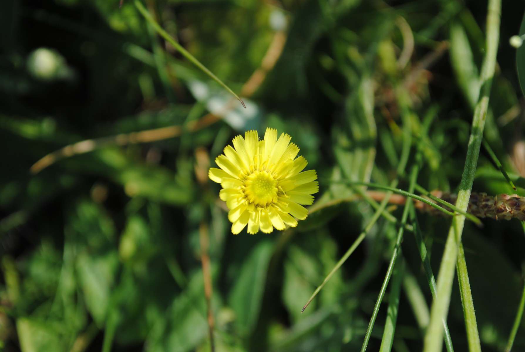 Piloselle - Crédit : photothèque Bretagne Vivante