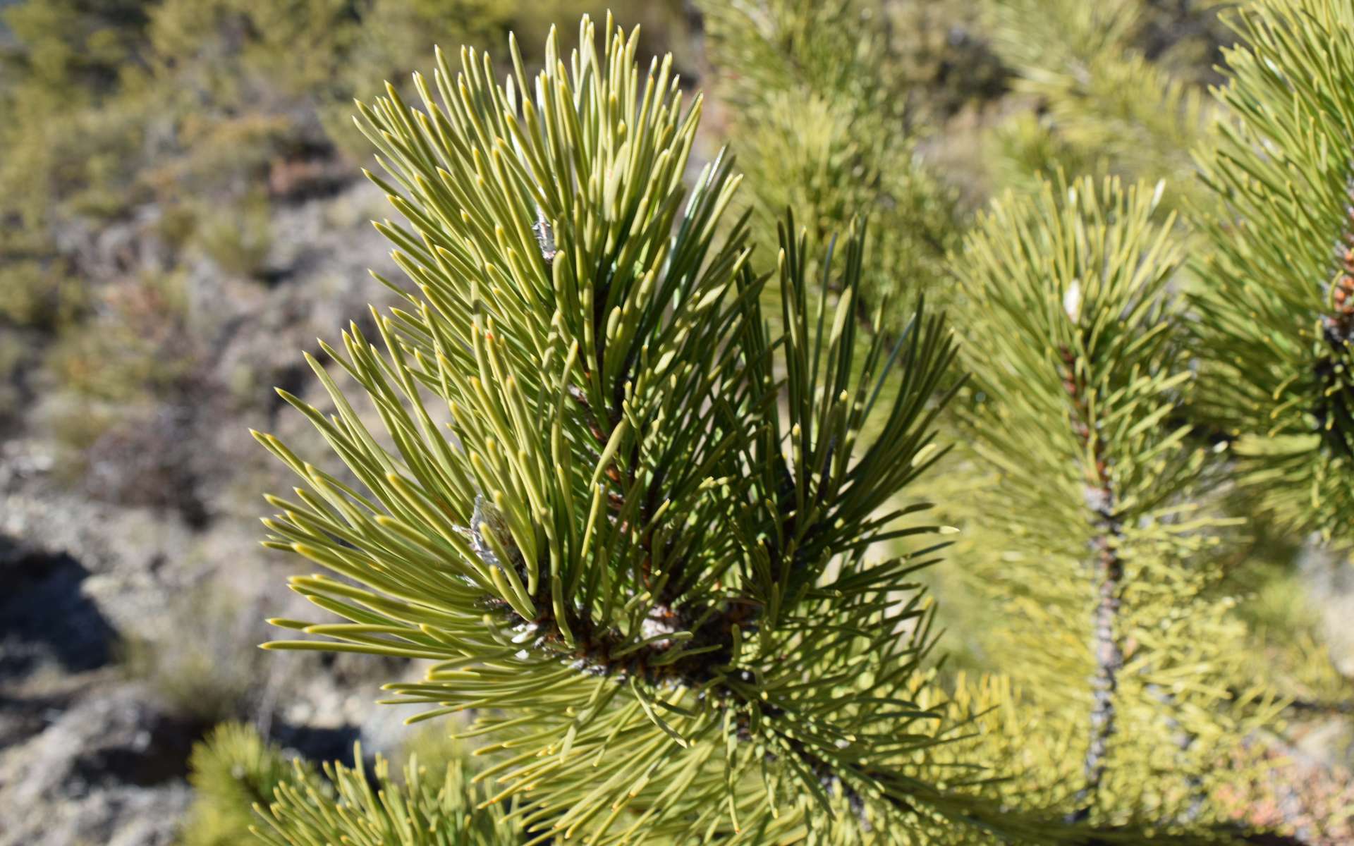 Pin noir d'Autriche (Crédits : Sabine Meneut)