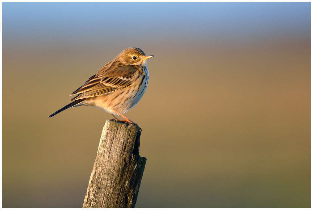 Pipit farlouse - Crédit: JJBoujot