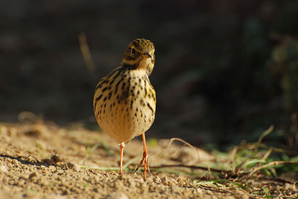 Pipit farlouse - Crédit: Mickael Dia