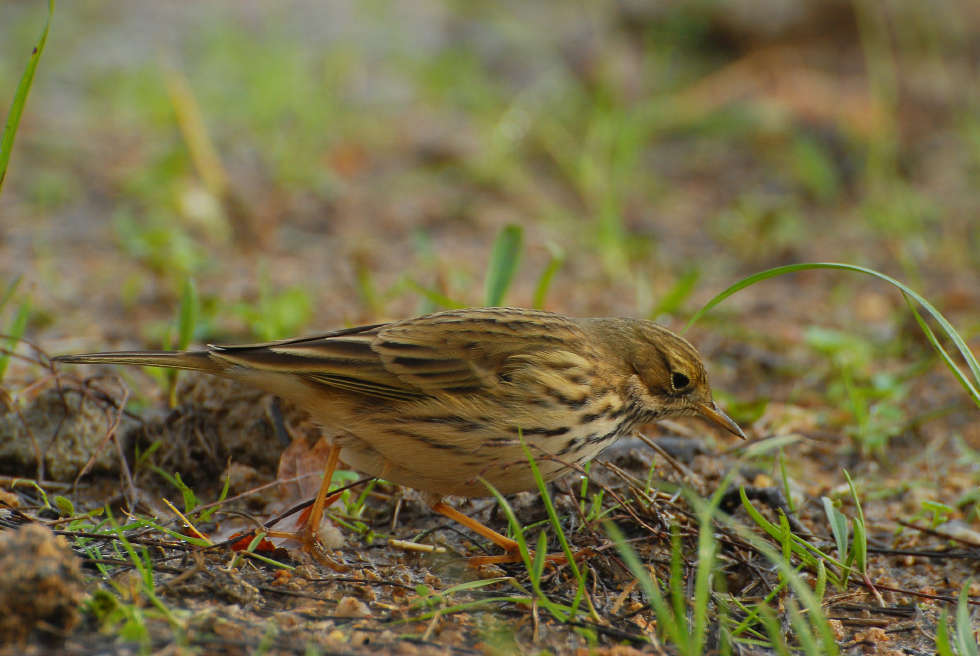 Pipit farlouse - Crédit: Mickael Dia