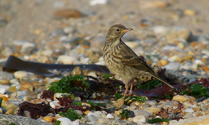 Pipit maritime (Frank Vassen - flickr)