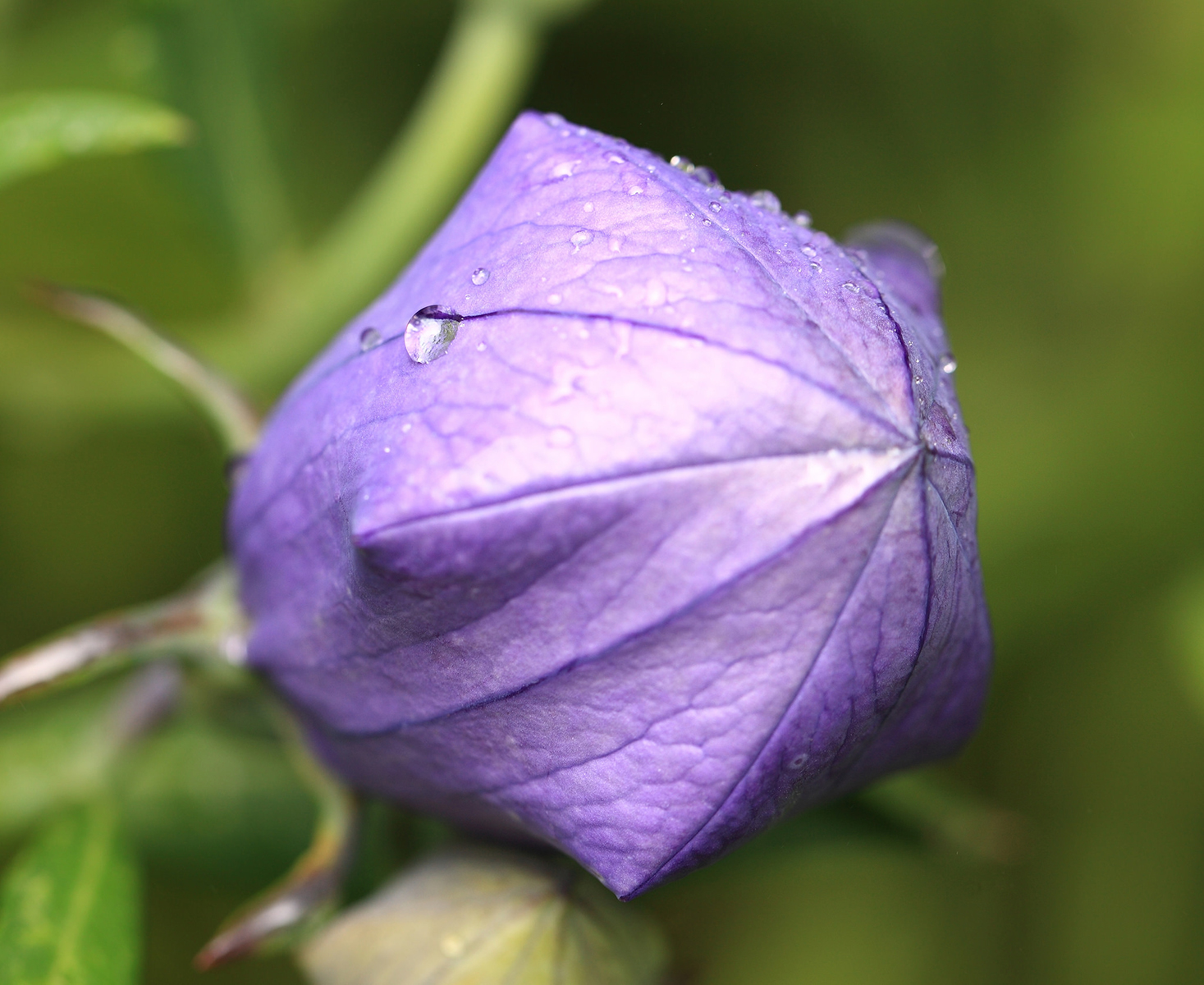 Platycodon, bourgeon. Crédits : TANAKA Juuyoh - Flickr