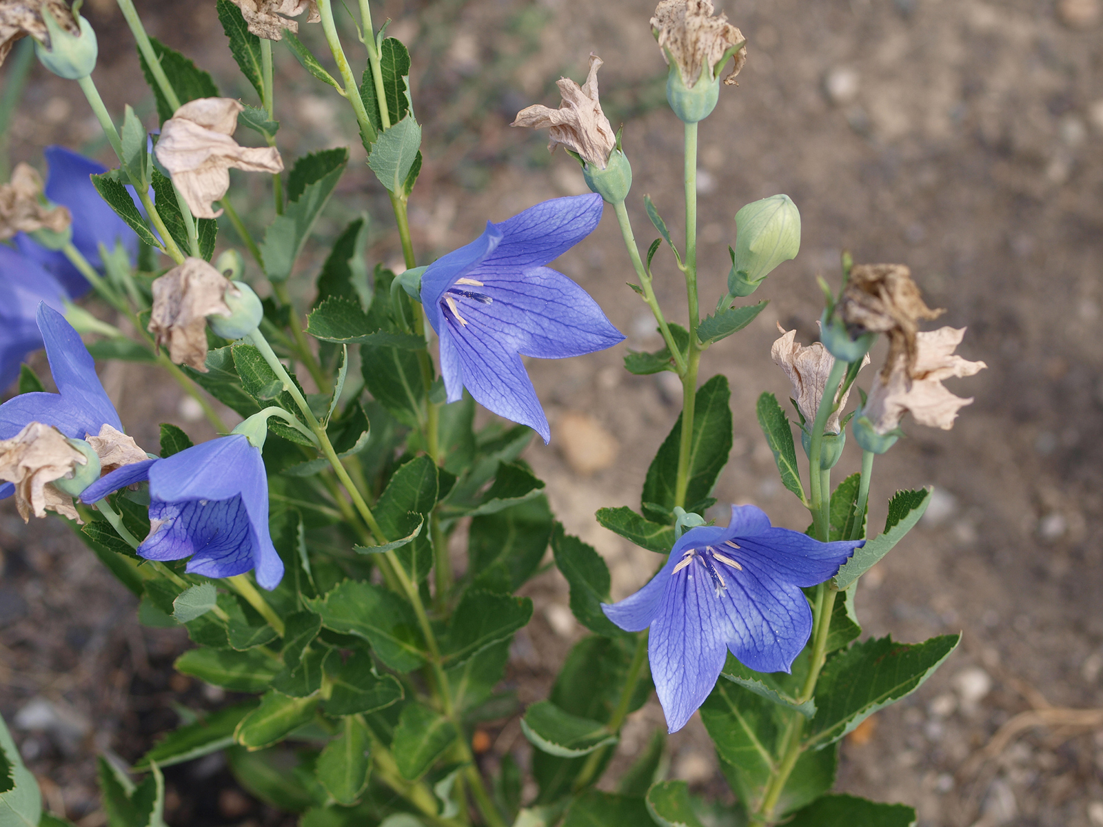 Platycodon, tige et fleurs. Crédits : F.D. Richards - Flickr