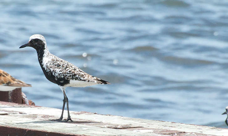 Pluvier argenté en plumage nuptial (Crédits: Brandon Trentler - flickr)