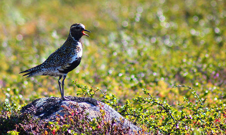 Pluvier doré (Crédits: Crowbared - flickr)