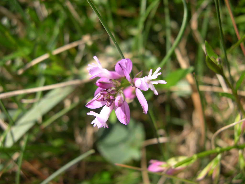 Polygale à feuille de serpolet (Crédit : photothèque Bretagne Vivante)