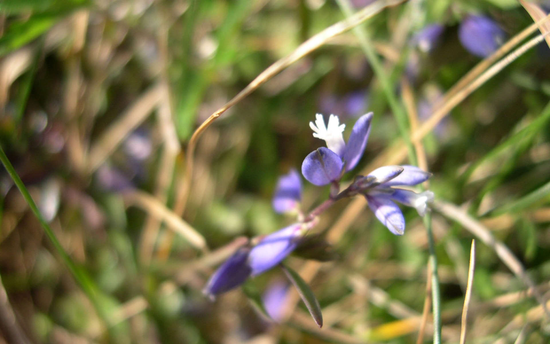 polygale à feuilles de serpolet (Crédits : Damien Vedrenne)