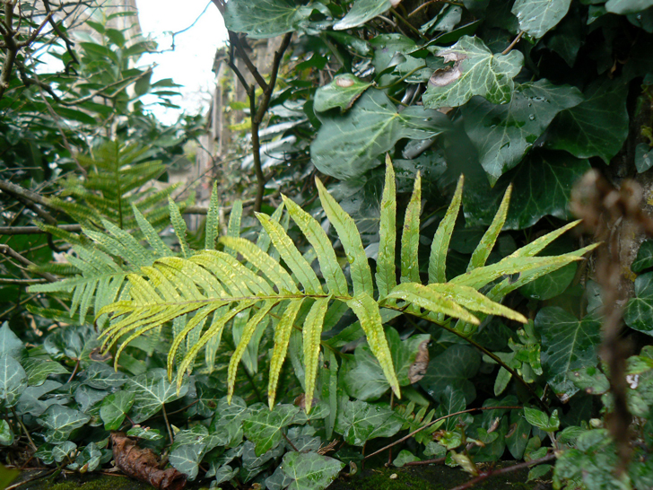 Polypode austral (crédits Johan N)