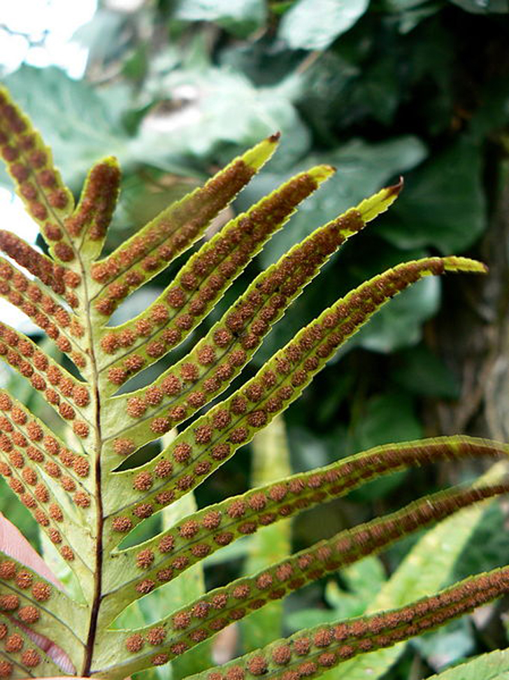 Polypode austral (crédits Johan N)