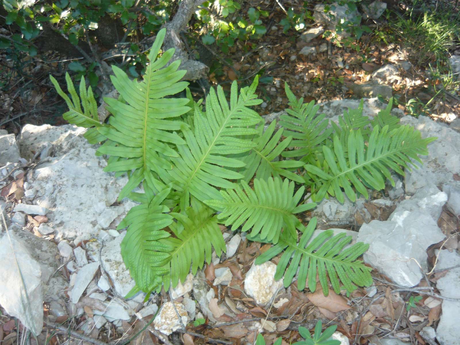 Vue générale de Polypodium vulgare © Nicolas Manas