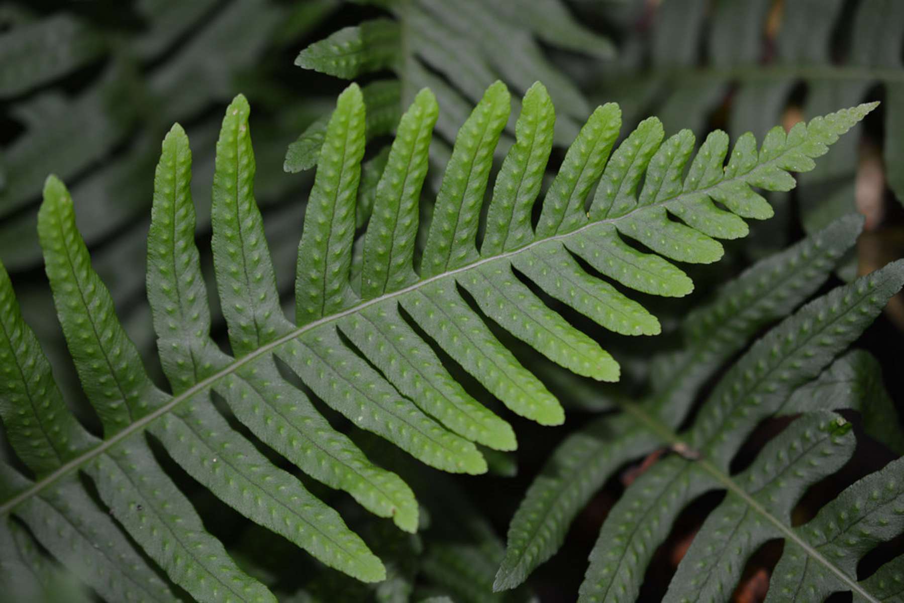 Feuille de Polypodium vulgare (© : Ashley Basil - Flickr)