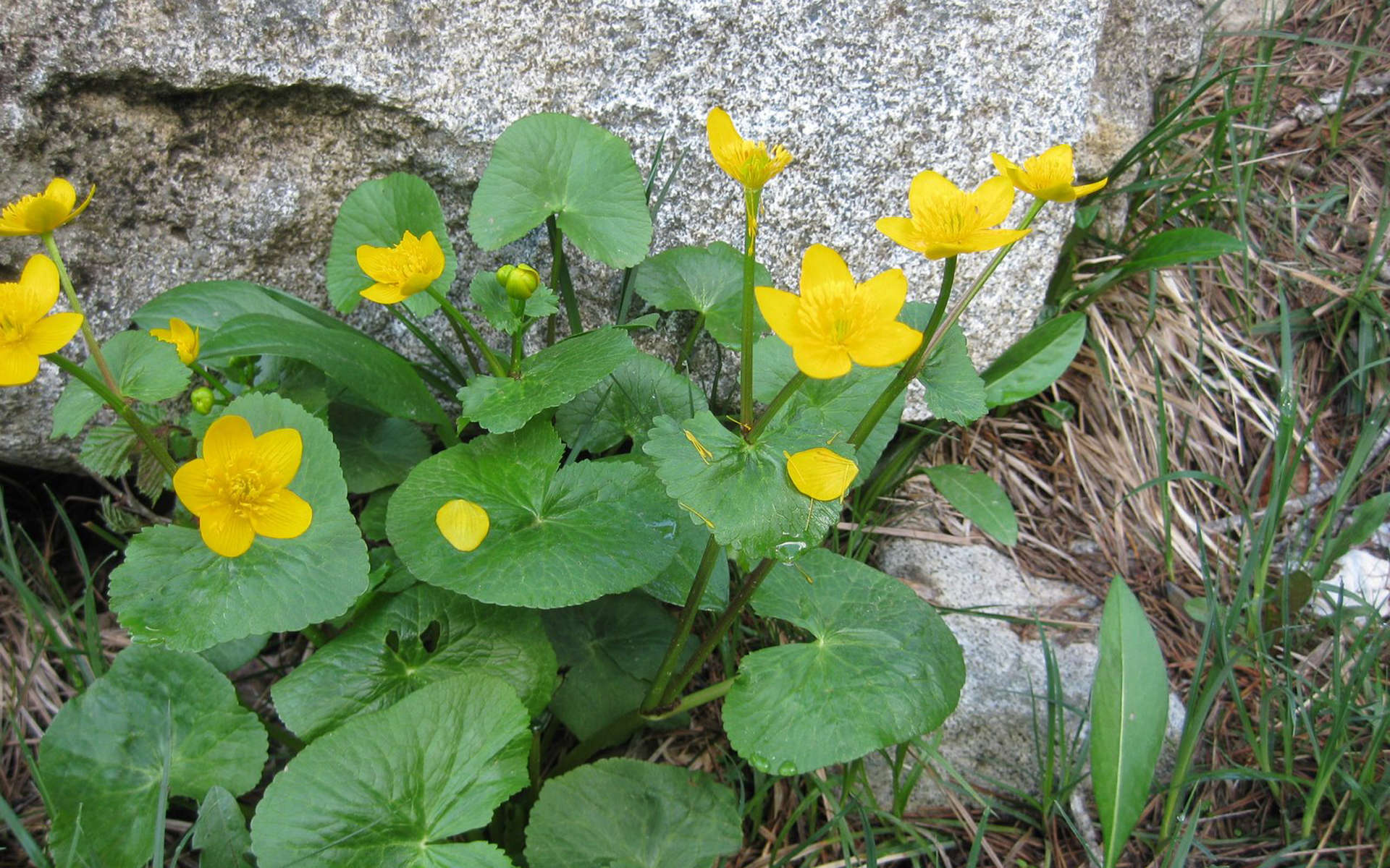 Populage des marais (Crédits: Joan Simon - Flickr)