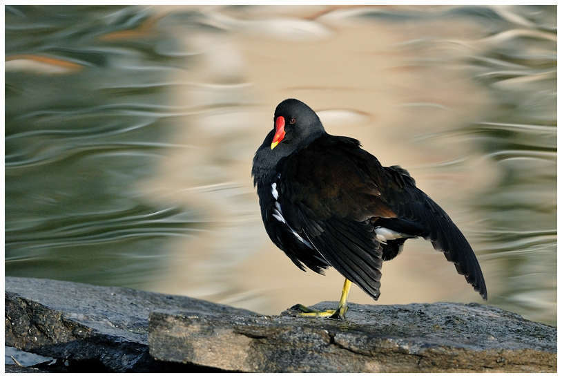 Gallinule poule-d'eau (Crédits: Jean-Jacques Boujot)