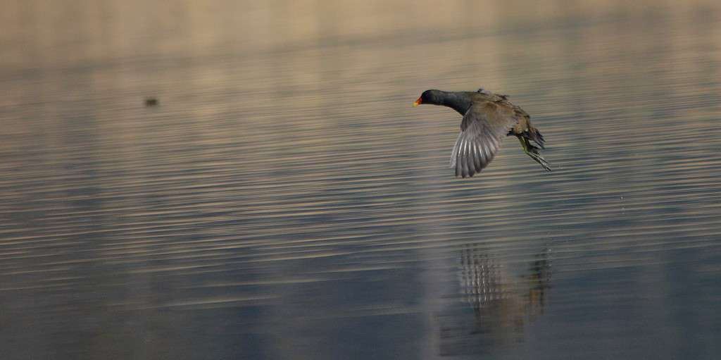 Gallinule poule-d'eau en vol (Crédits: Luciano_95)