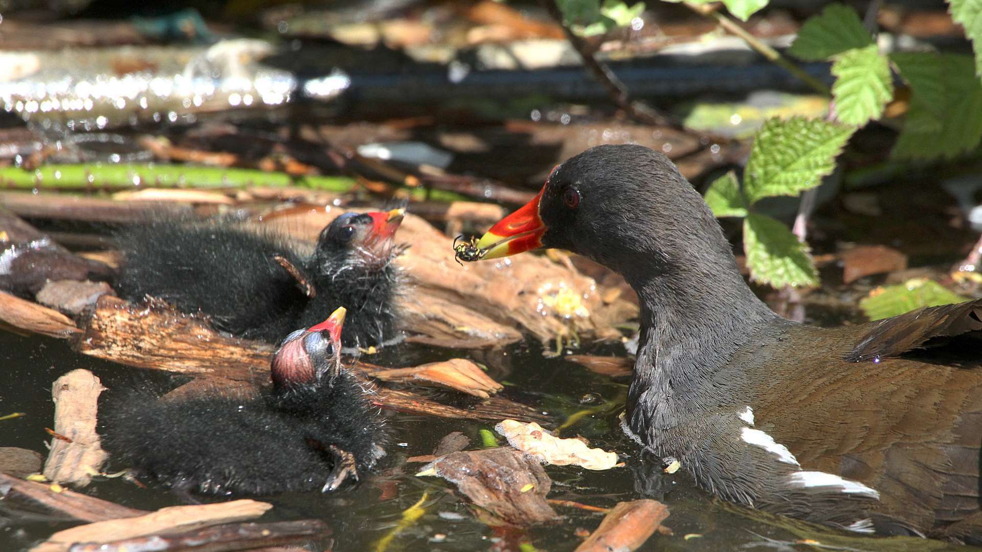 Gallinule poule-d'eau avec des jeunes (Crédits: Claude Valette)