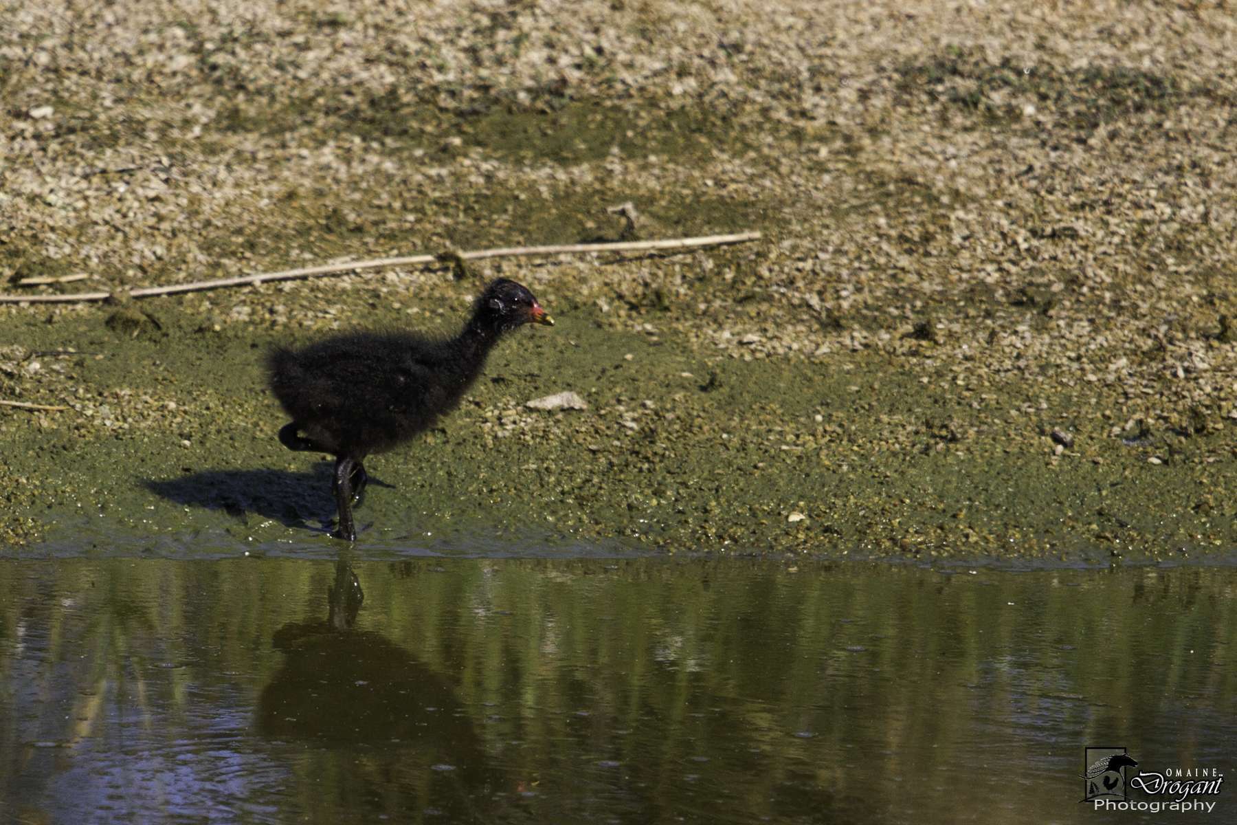 Gallinule poule-d'eau, jeune (Crédits: Jean-Jacques Abalain)