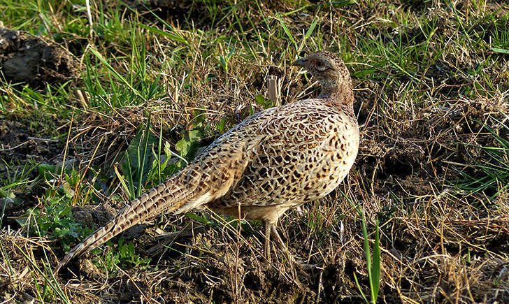 Poule faisane (Crédits: Bernard Dupont - flickr)