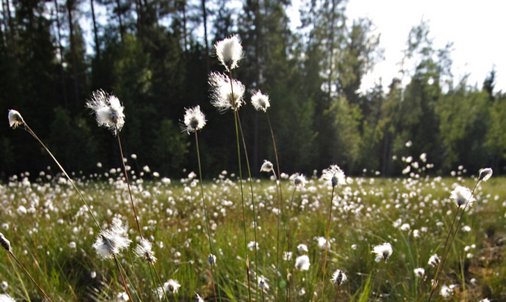 Linaigrette vaginée (Crédit : Sun_FlicKr)