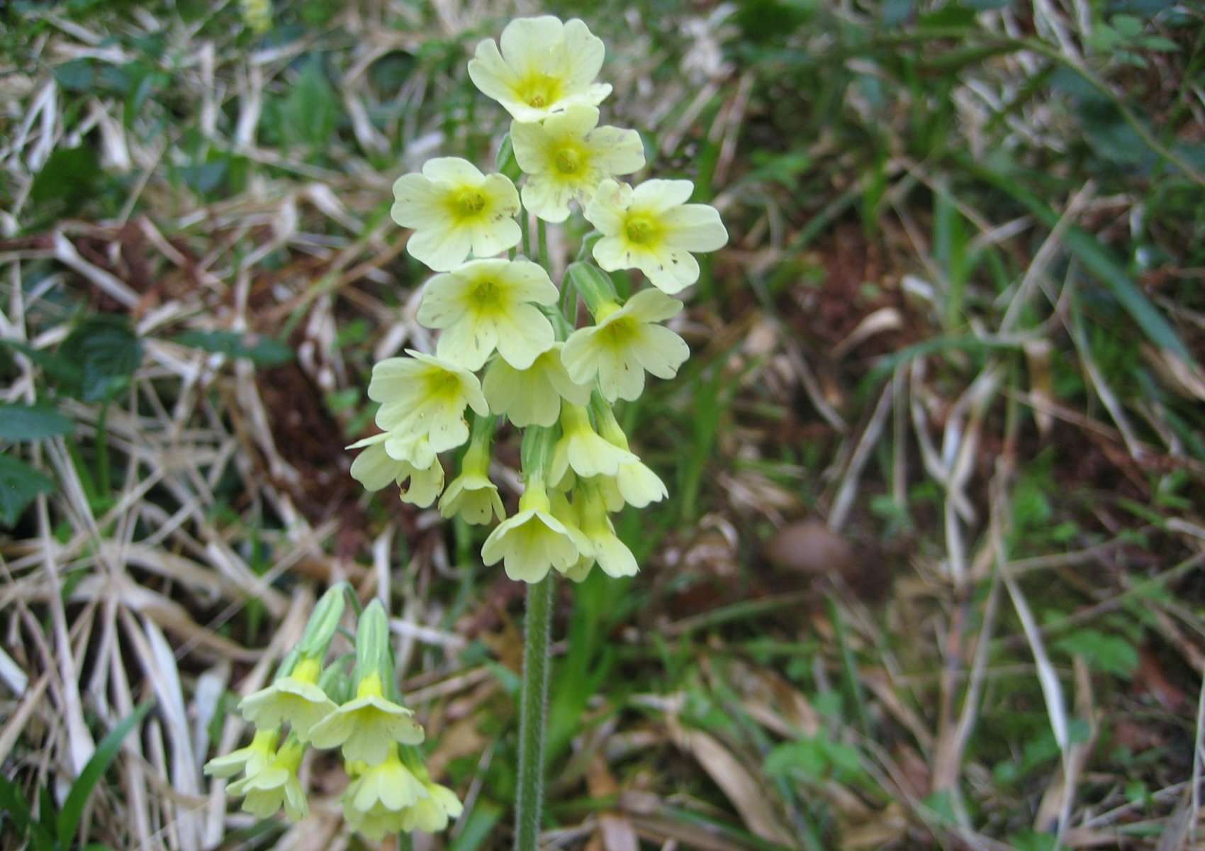 Primevères (Crédits : Evelyne Liauzun)