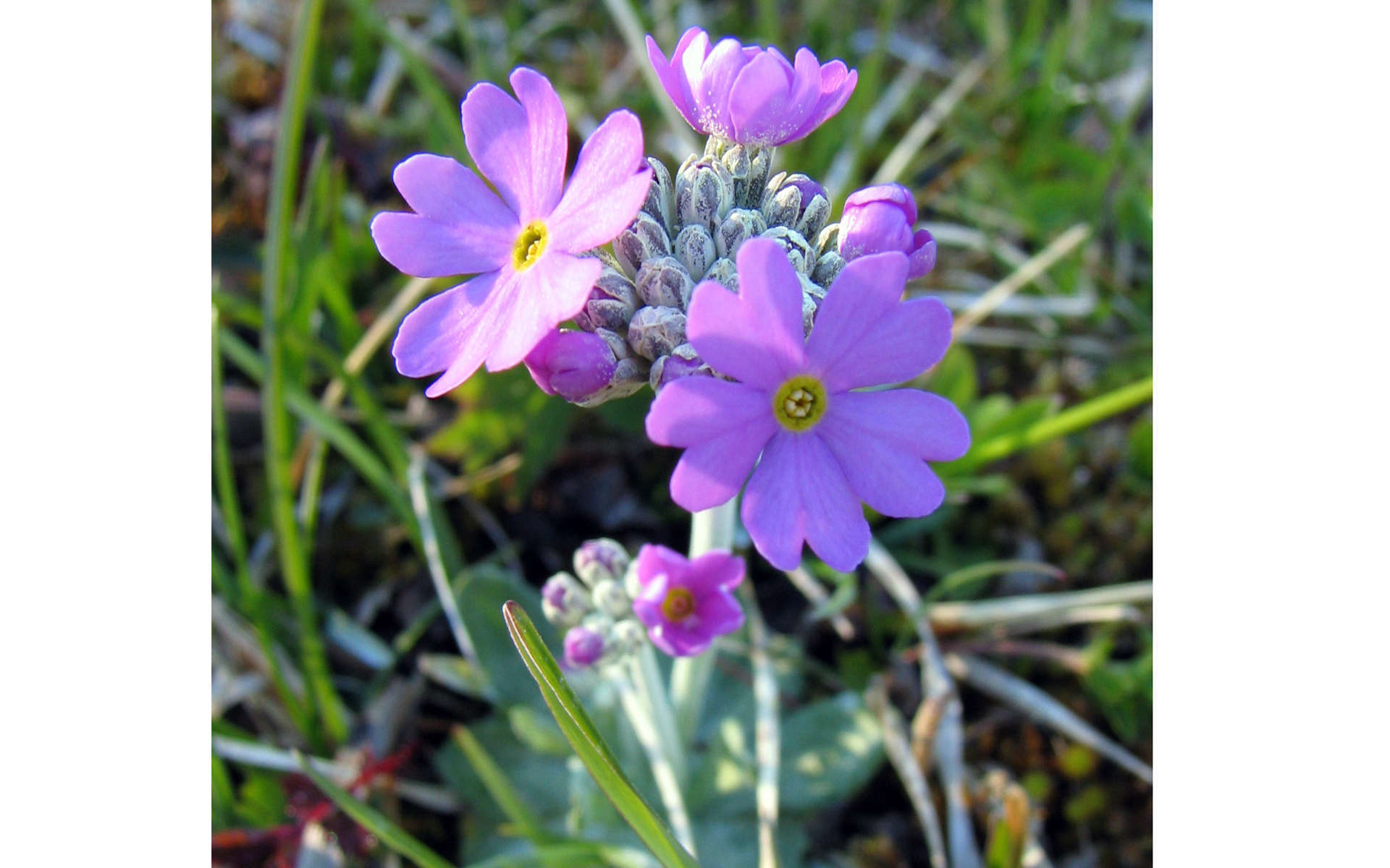 Primevère farineuse (Crédits: Kristian Lindqvist - Flickr)