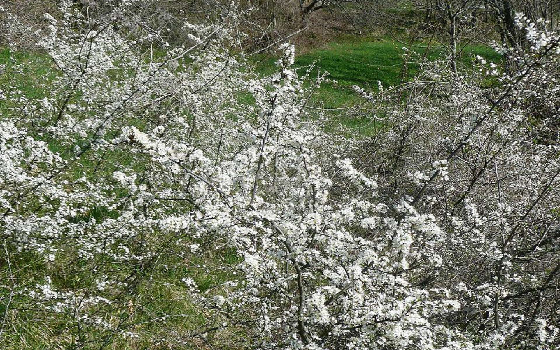 Prunellier © Flickr, Cristina