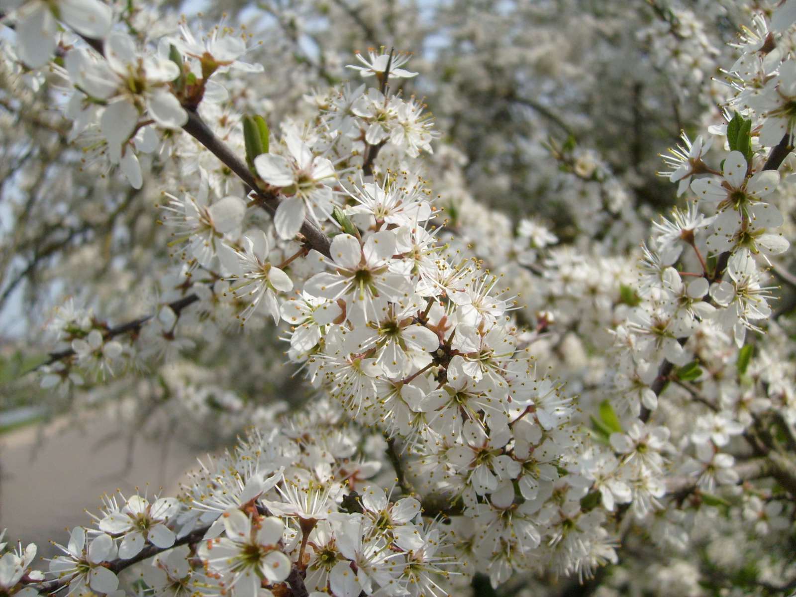 Prunellier © Flickr, Taco Witte