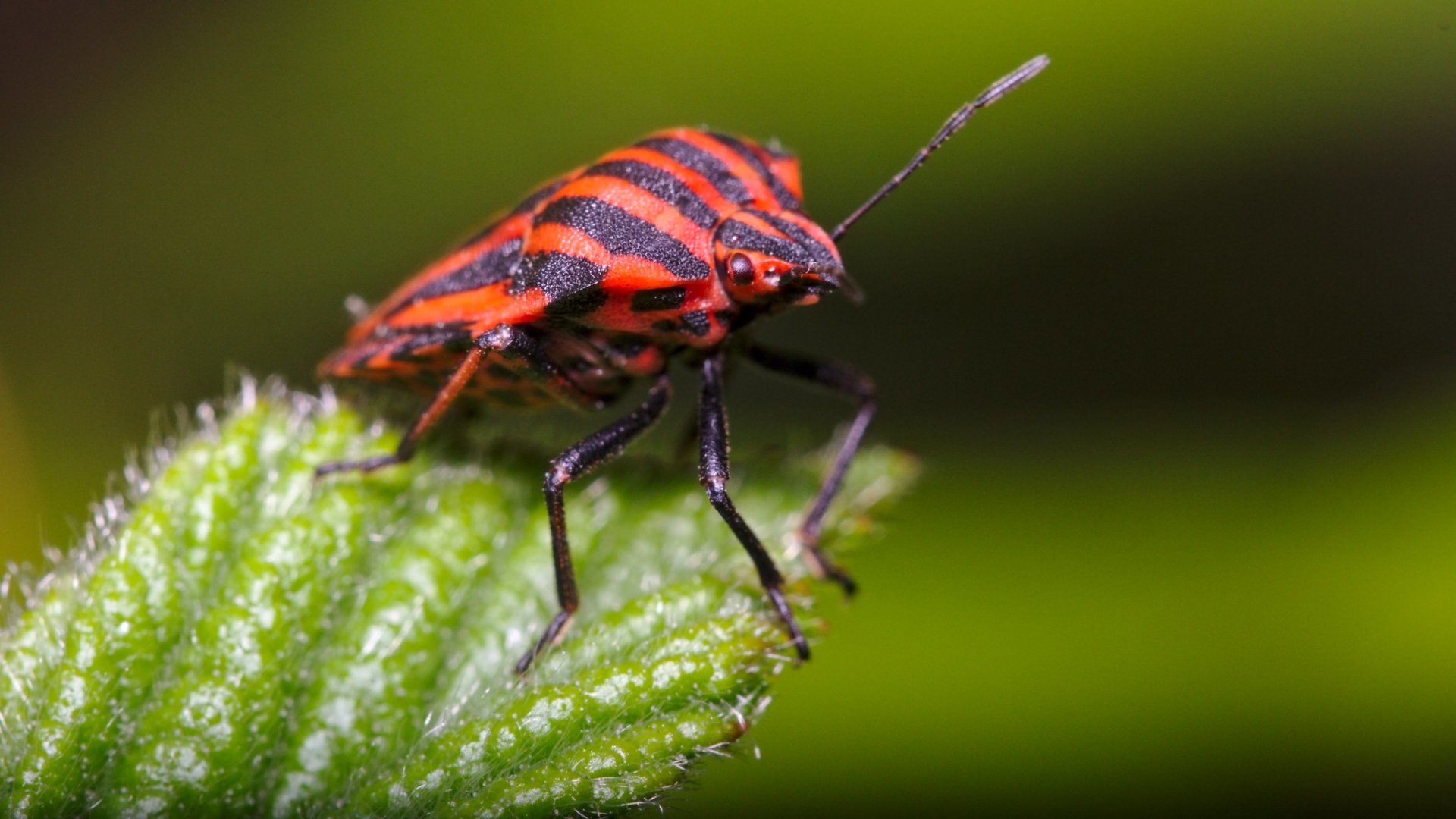 Punaise arlequin (Crédit : Kees Guequierre_Flickr)