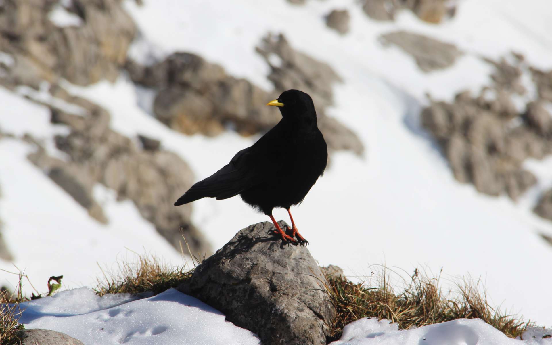 Chocard à bec jaune (Crédits : Bjorn S. - Flickr)