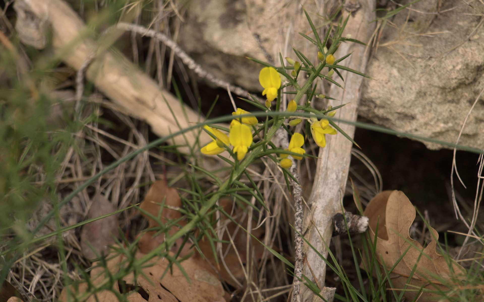 Genêt scorpion - fleurs (Crédits : Sabine Meneut)