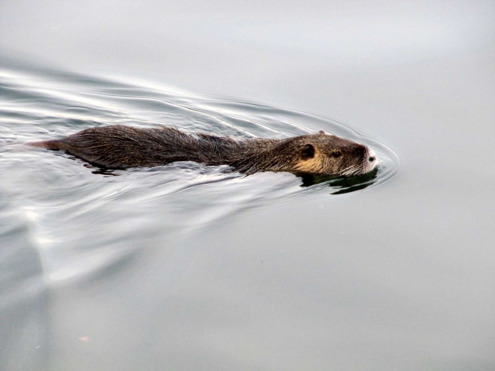 Ragondin (Myocastor coypus) en train de nager