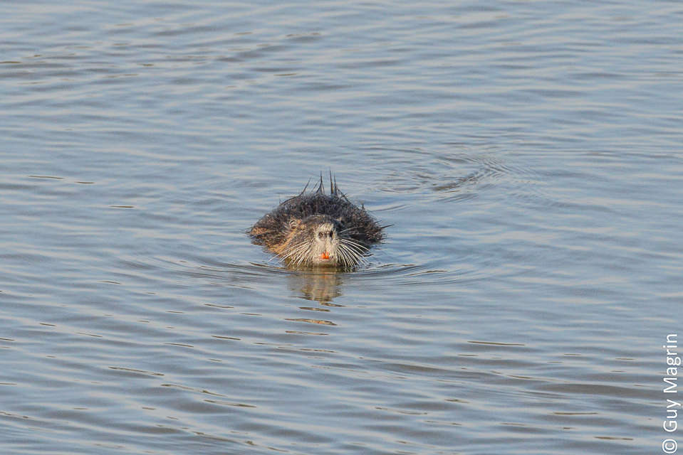 Ragondin (Myocastor coypus) en train de nager