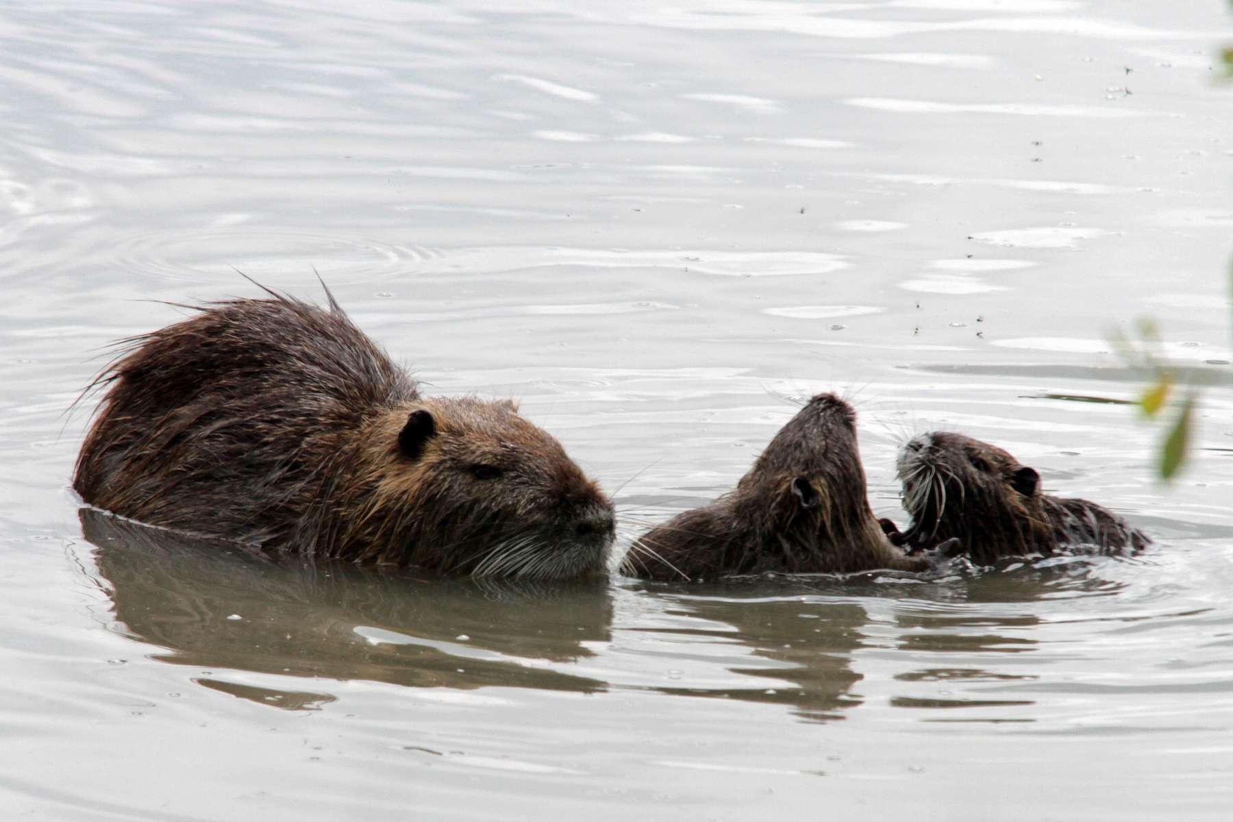 Ragondin (Myocastor coypus) et ses deux petits