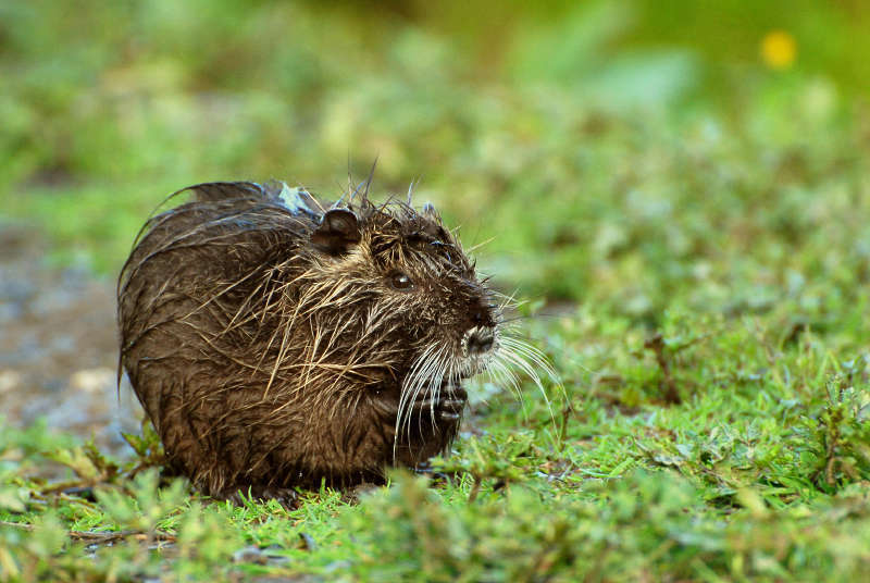 Jeune ragondin (Myocastor coypus)