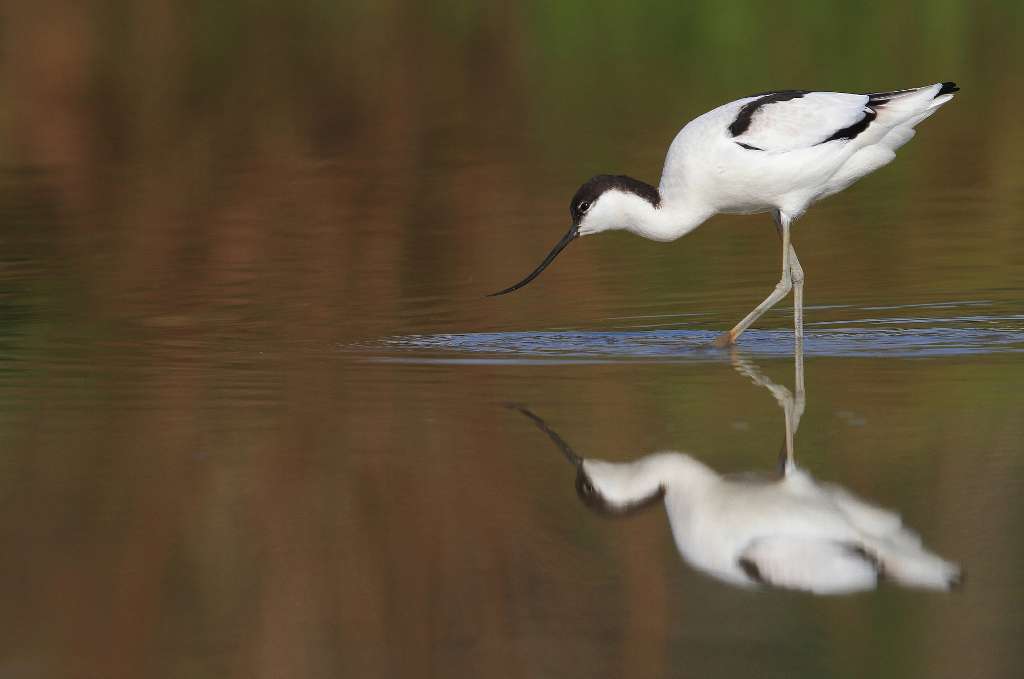 Avocette élégante 