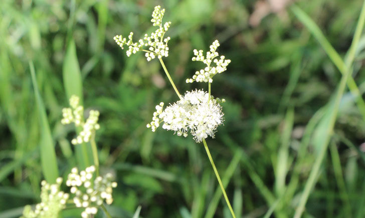 Reine de prés - Filipendula ulmaria (crédit: Quessoy)