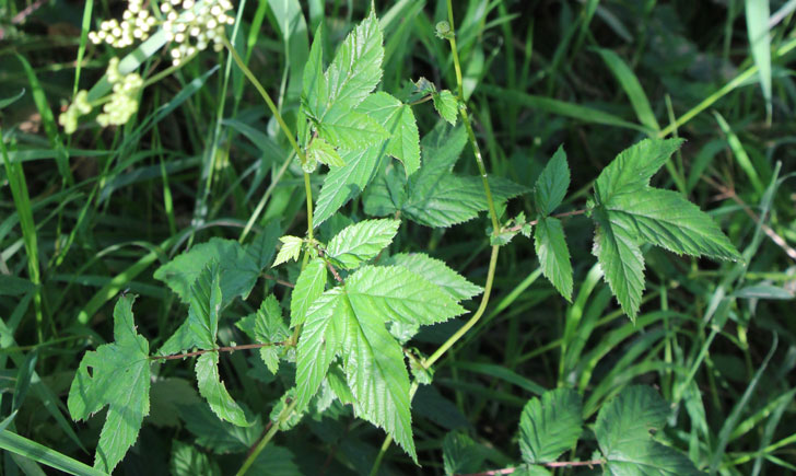 Reine de prés - Filipendula ulmaria (crédit: Quessoy)